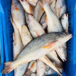নদীর কোরাল – Koral (River)