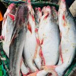 নদীর পাঙাশ – Pangas (River)