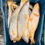 fish6