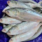 hilsa