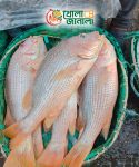 লাল কোরলা – Red Coral (Red Pomfret)