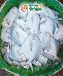 rupchanda