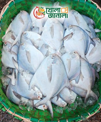 রুপচাঁদা – Rupchanda (Pomfret)