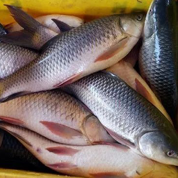 মাছ (Fish)