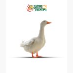 বেইজিং হাঁস