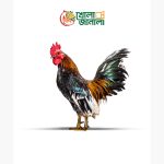 desi cock