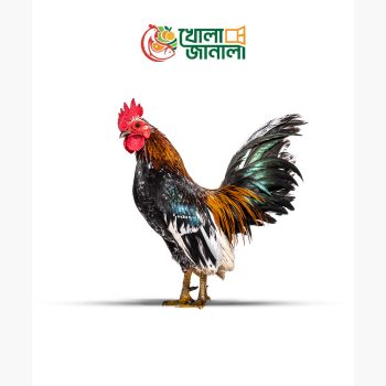 দেশি মোরগ