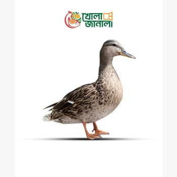 দেশি হাঁস
