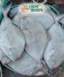 কালো চান্দা- Black Pomfret
