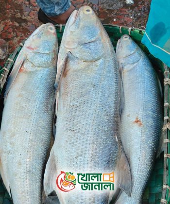 তাইল্যা - Salmon